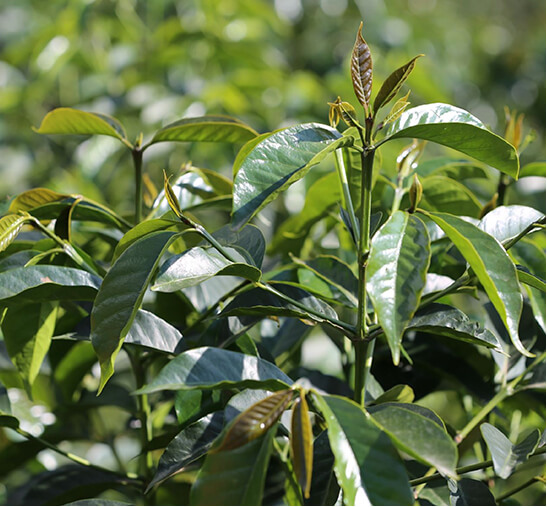 Detalle de cultivo de cafetal en plantación de café