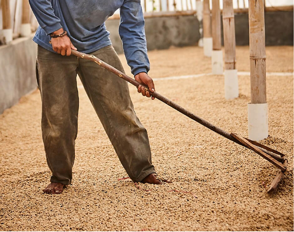 Caficultor trabajando el proceso de secado de los granos del café