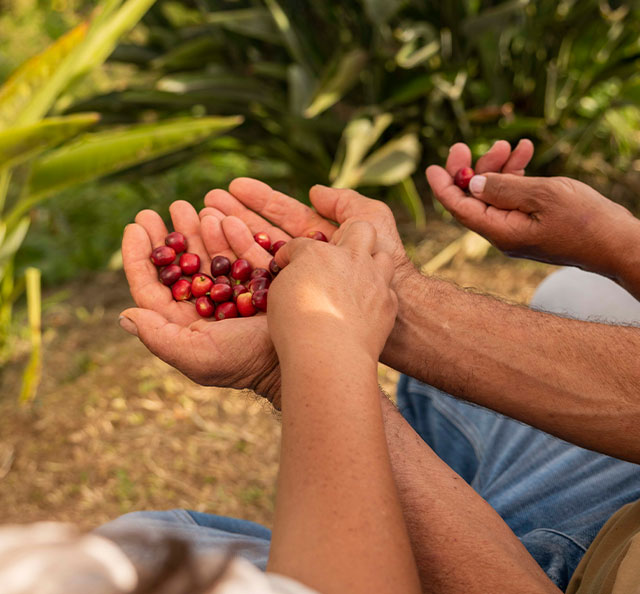 bayas de café en el campo