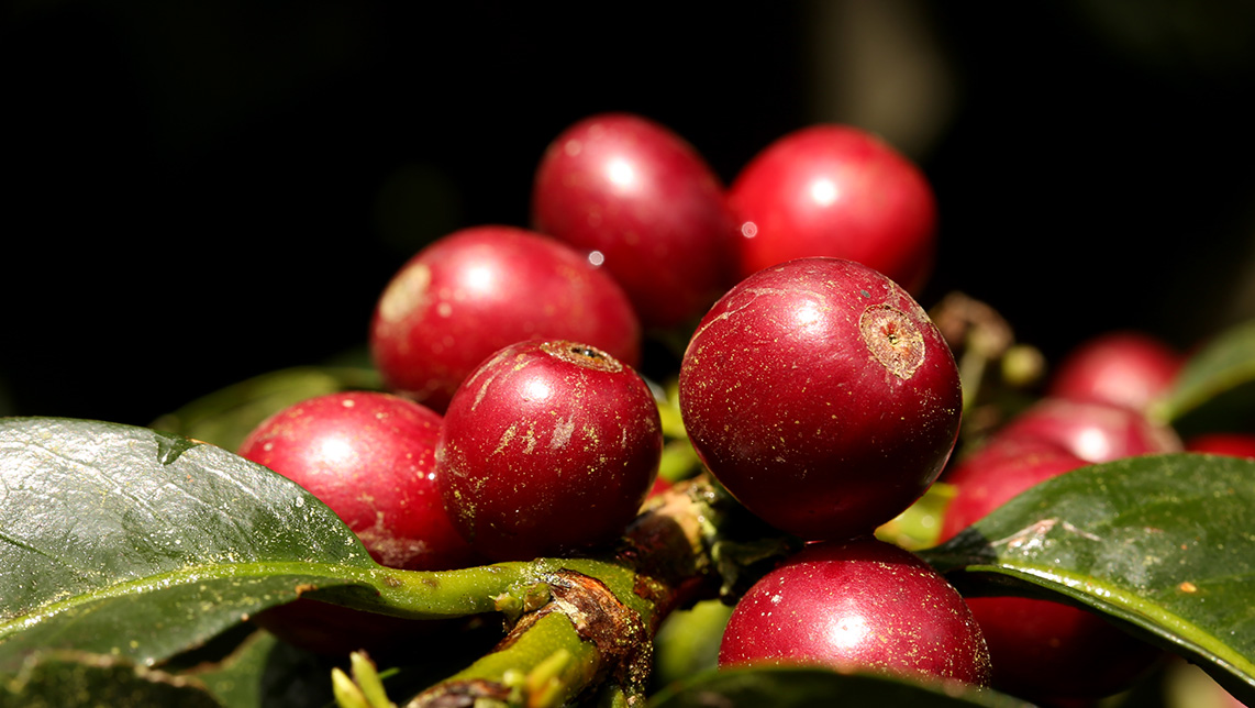 Imagen del artículo Cuidemos lo que importa: Acciones que protegen el café 