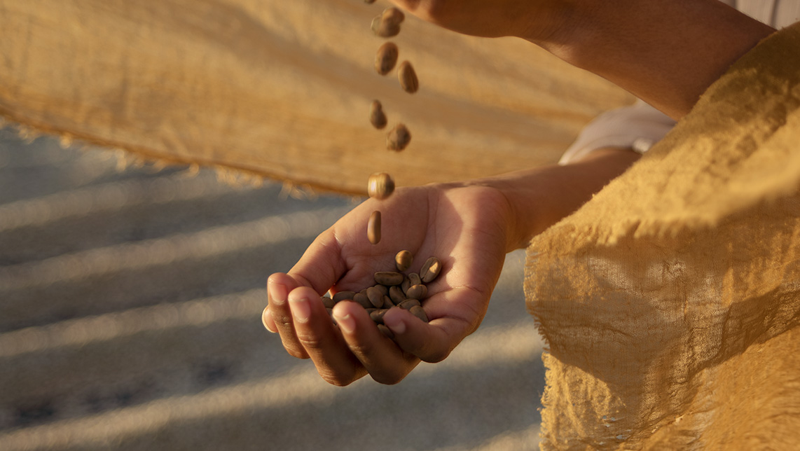 Imagen del artículo Propiedades y origen del café orgánico