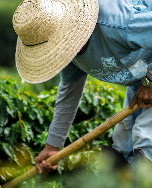 Cafetalero trabajando en campo de cafetales