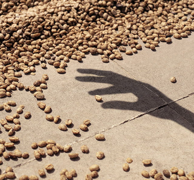 Granos de café y la sombra de una mano cogiendo un grano de café