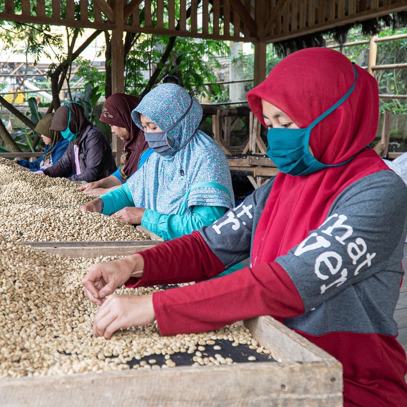 婦女們手工挑出瑕疵咖啡豆