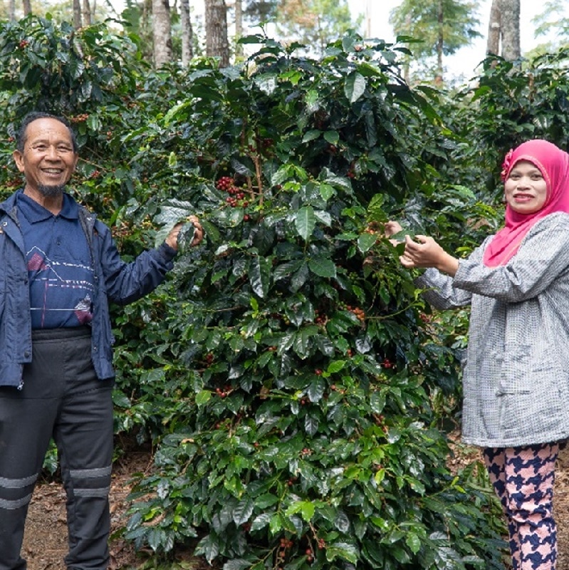 咖啡園主人Pak Udin與種植的咖啡樹