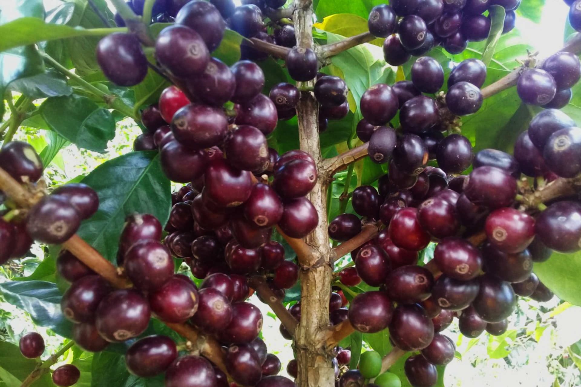 Photograph of coffee cherries