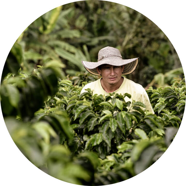 A coffee farmer harvesting coffee beans