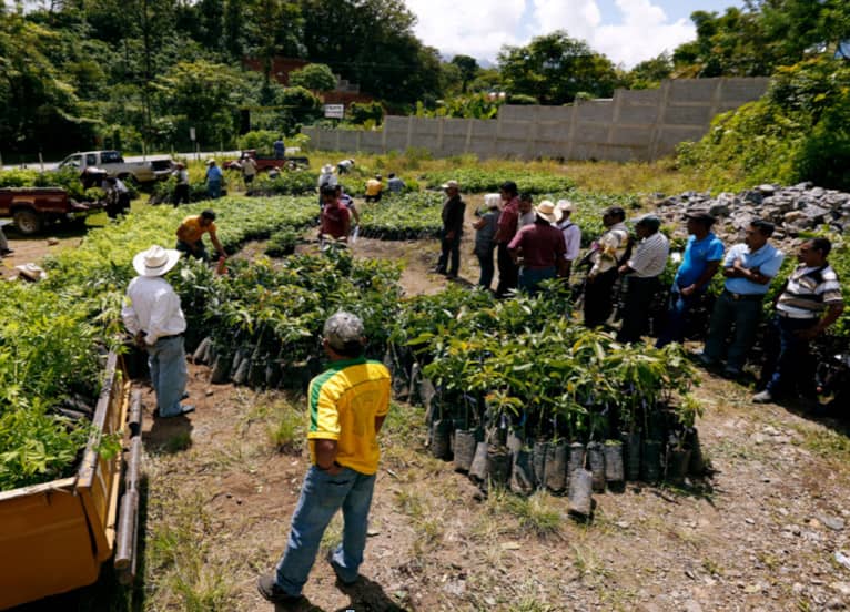 Un mélange composé d'un robusta lavé d'une grande finesse