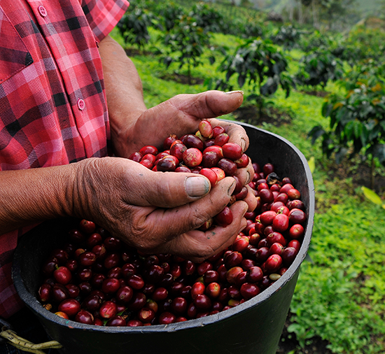 Nespresso Cherries